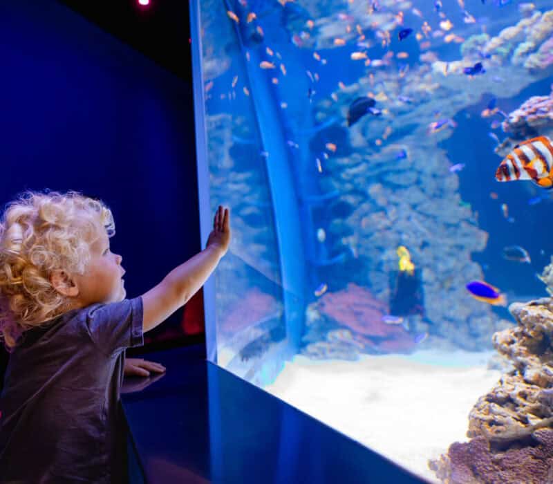 Birch Aquarium At Scripps | Photo: Jordann Tomasek