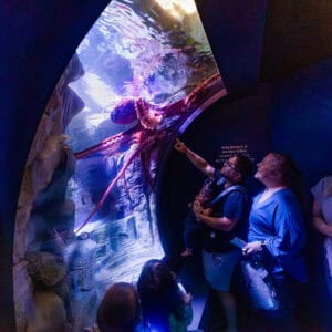 Birch Aquarium At Scripps | Photo: Jordann Tomasek