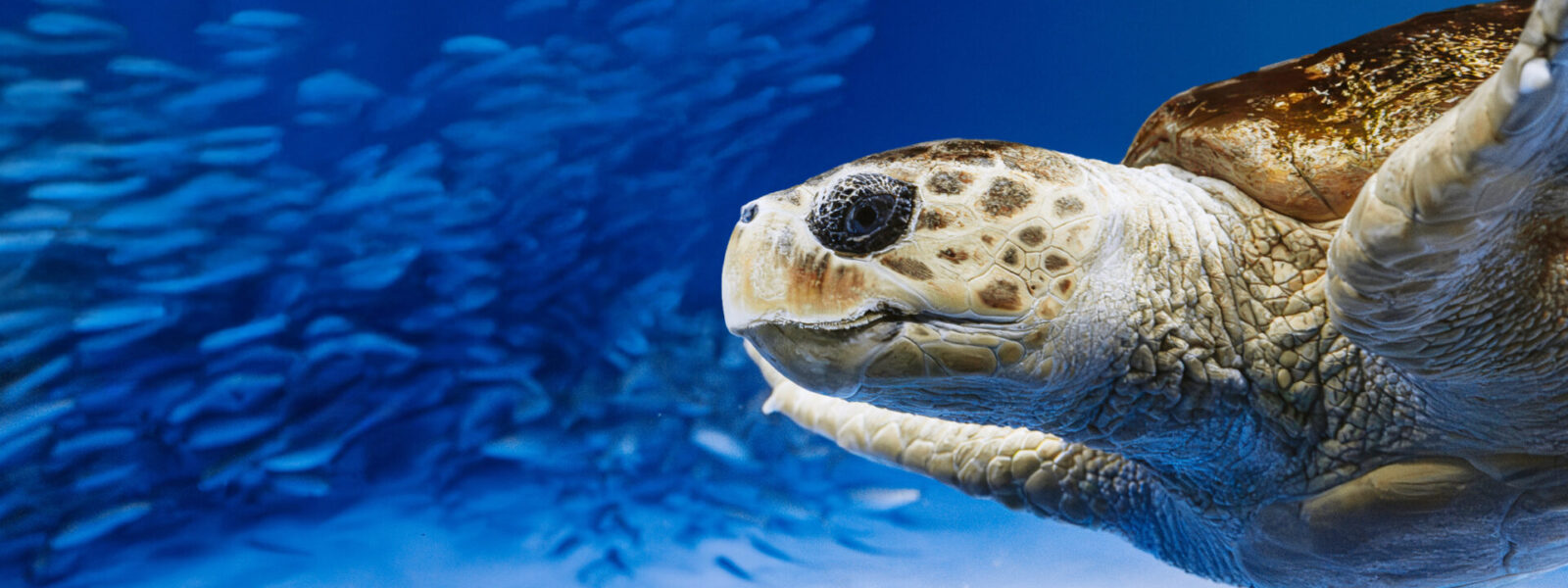 Birch Aquarium Living Seas Loggerhead Sea Turtle May2025