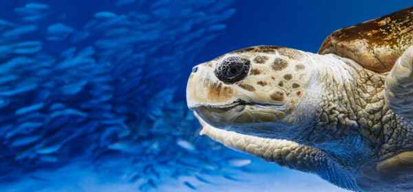 Birch Aquarium Living Seas Loggerhead Sea Turtle May2025