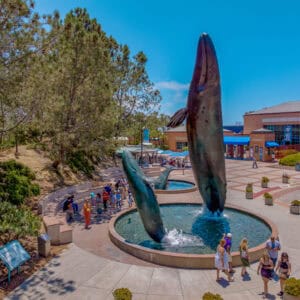 Birch Aquarium Jordann Tomasek