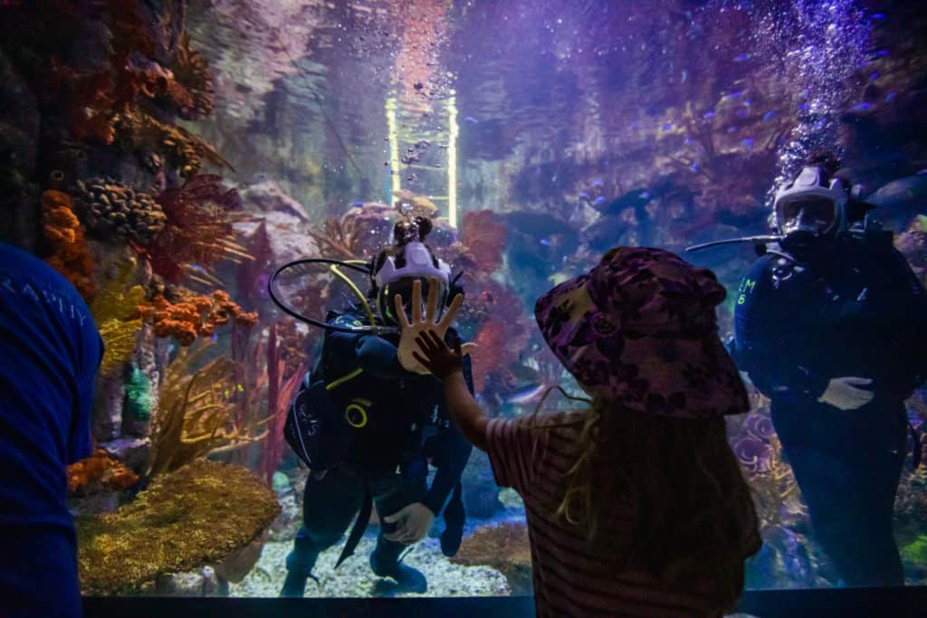 Birch Aquarium At Scripps Institution Of Oceanography Aquarium Ucsd