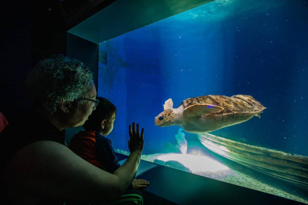 Birch Aquarium At Scripps Institution Of Oceanography Aquarium Ucsd