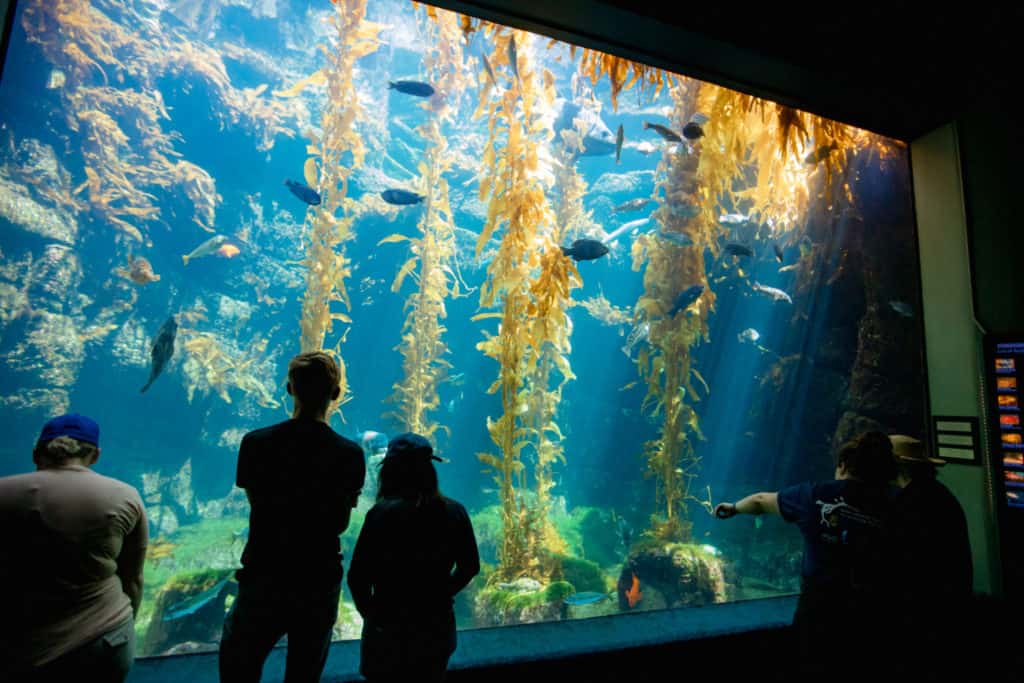 Birch Aquarium At Scripps Institution Of Oceanography Aquarium Ucsd