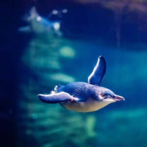 Birch Aquarium At Scripps | Photo: Jordann Tomasek