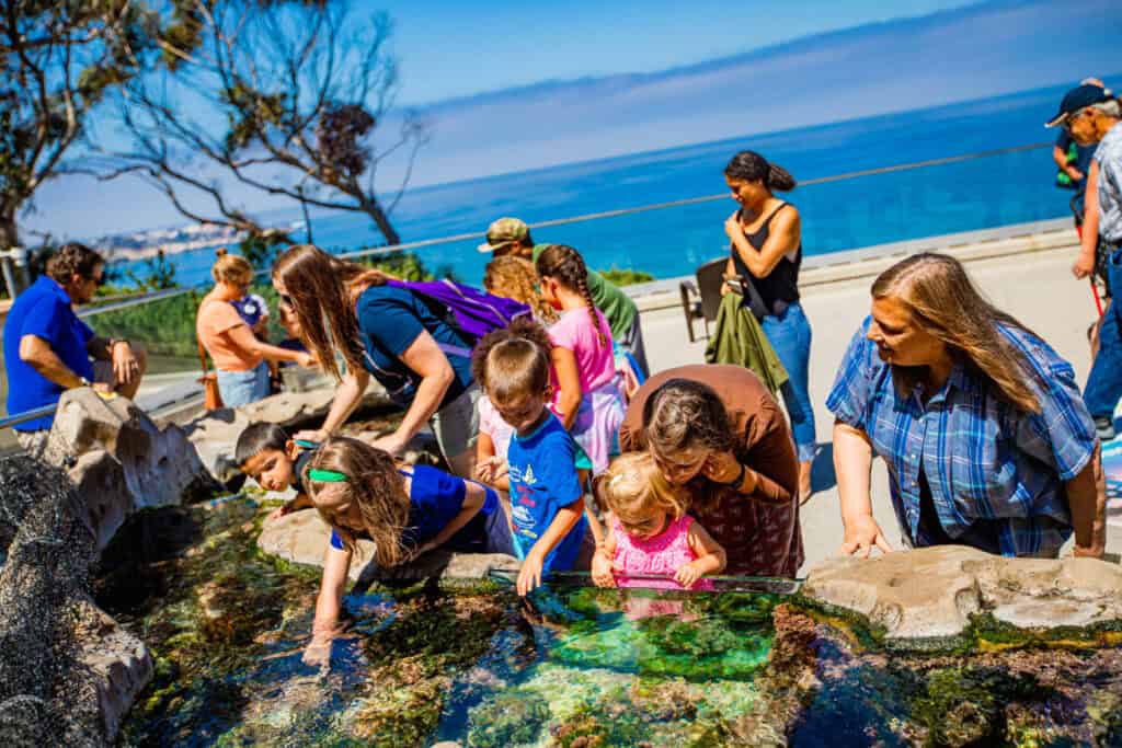 children and parents gather around the tidepools on the outdoor deck of the Birch Aquarium.