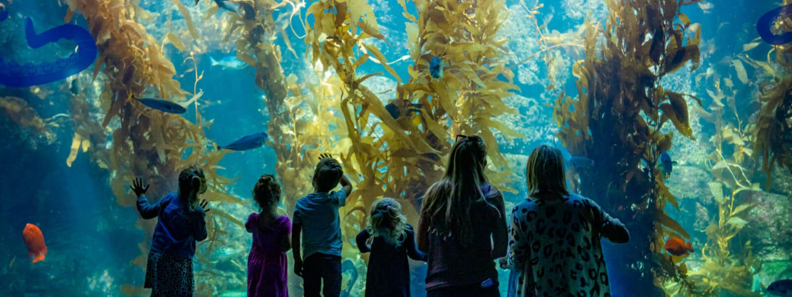 The Giant Kelp Forest at Birch Aquarium