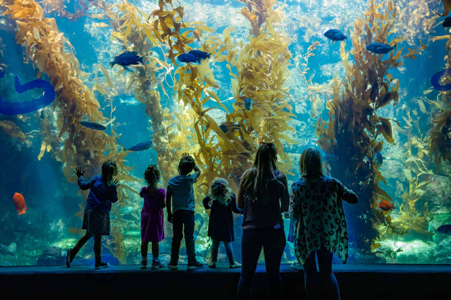 The Giant Kelp Forest at Birch Aquarium