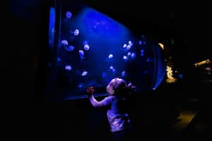 Moon Jelly experience at Birch Aquarium