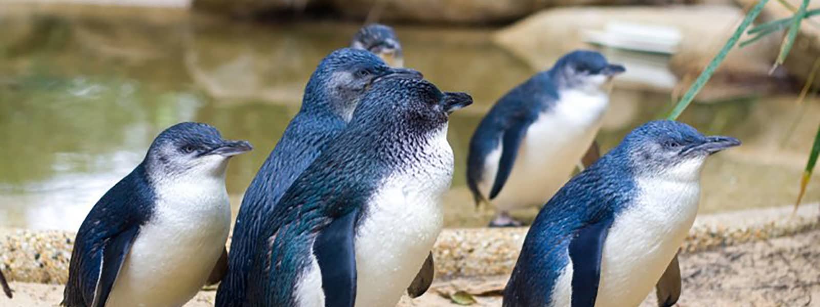 Little Blue Penguins Habitat Birch