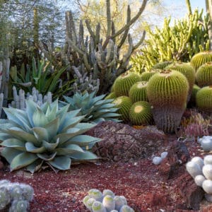 Cactus And Succulent Garden