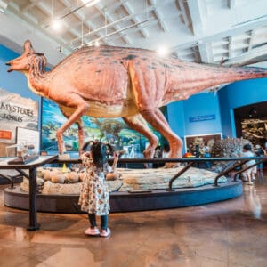 SDMC Fossil Mysteries