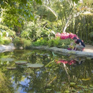 San Diego Botanic Garden Lilly Pond