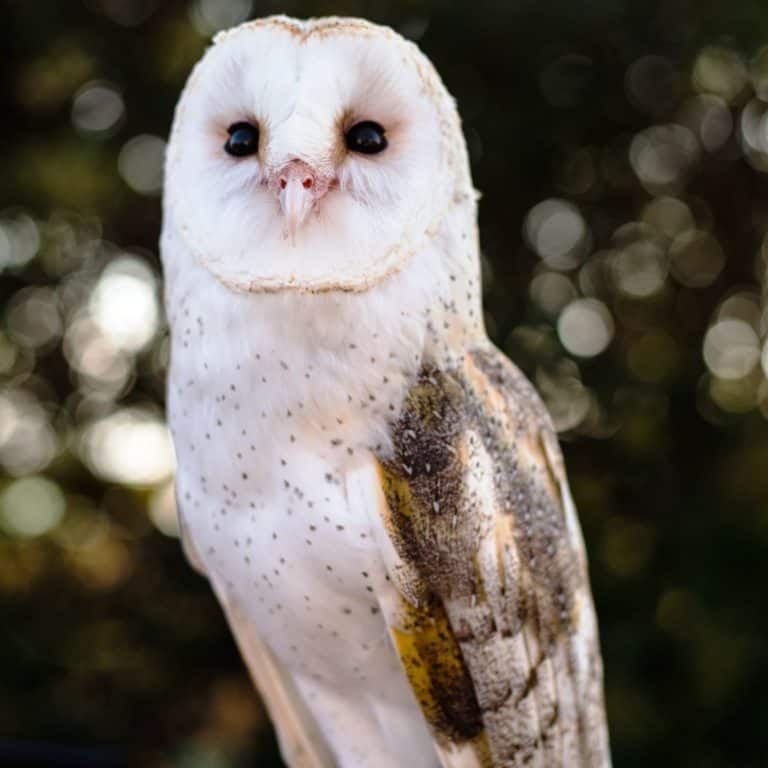 Best Barn Owl - San Diego Museum Council