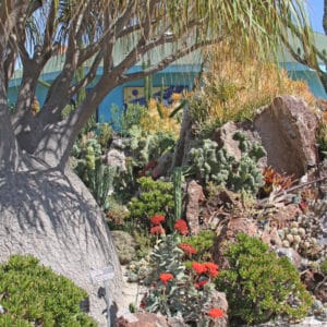 Undersea Succulents San Diego Botanic Gardens Rachel Cobb Copy