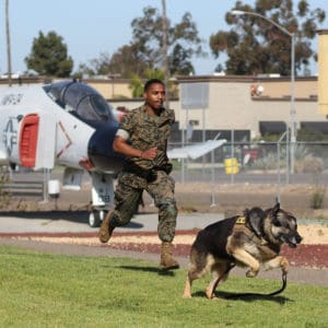 Military Dog in the USMC