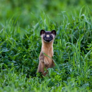 Mammal Atlas 8