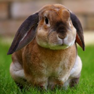 Bunny Website