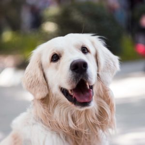 Dog Website