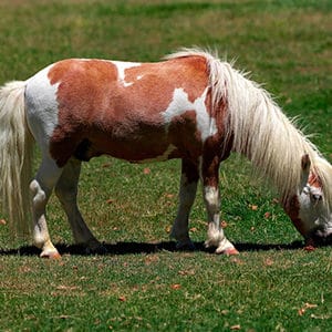 Horse 380×300