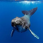 PL Whales 150×150