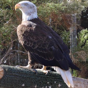 Eagle At Living Coast