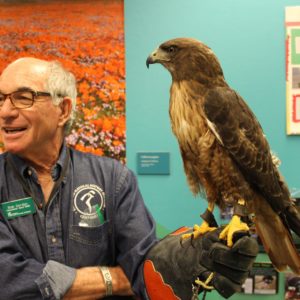 Huxley The Hawk