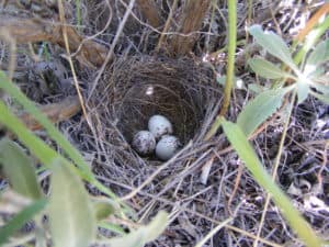 Bird nest The Nat