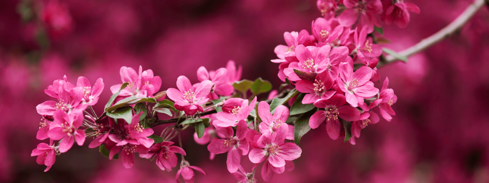 Cherry Blossom Fesival Japanese Friendship Garden Balboa Park