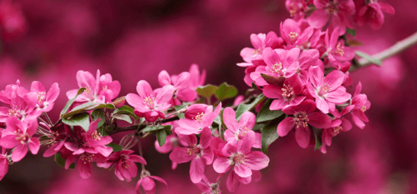 Cherry Blossom Fesival Japanese Friendship Garden Balboa Park