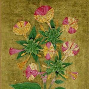 Four O’Clock Or The Marvel Of Peru (Mirabilis Jalapa) 1992 66 Square Crop