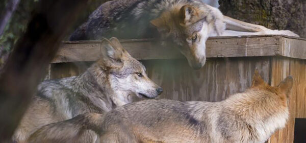 California Wolf Center Is New To Museum Month