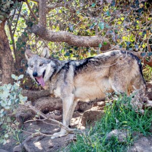 Wolf Conservation At The California Wolf Center