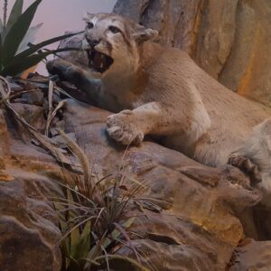 Puma Disecado