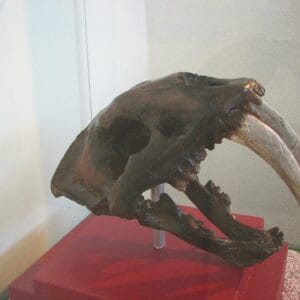 Saber Toothed Tiger