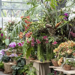 San Diego Botanic Garden Orchids Exhibition