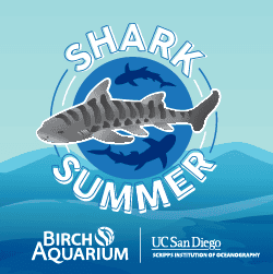 SharkSummer2025 250×250 CalendarListings