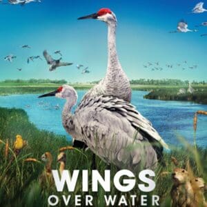 Wow Poster New